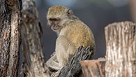 Vervet Monkey