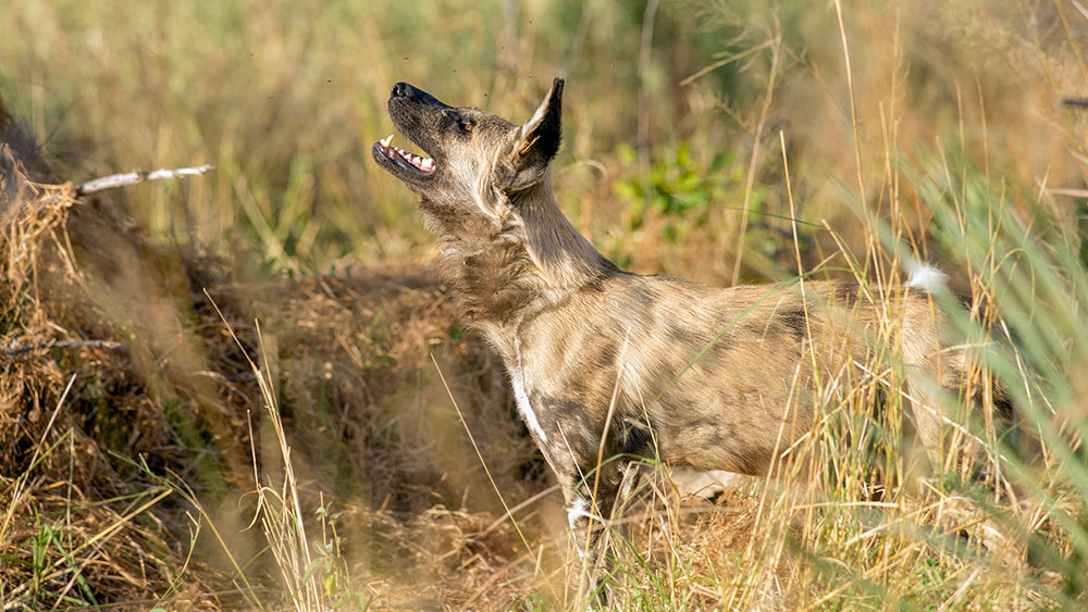 Wild Dog