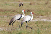 Wattled Cranes