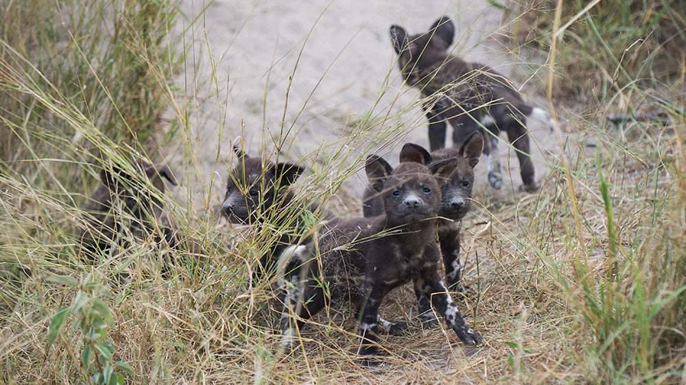 Wild Dogs