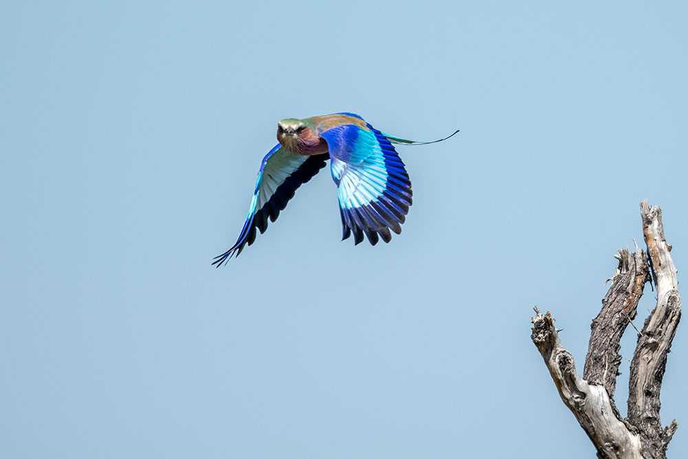 Lilac Breasted Roller