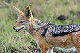 Black Backed Jackal