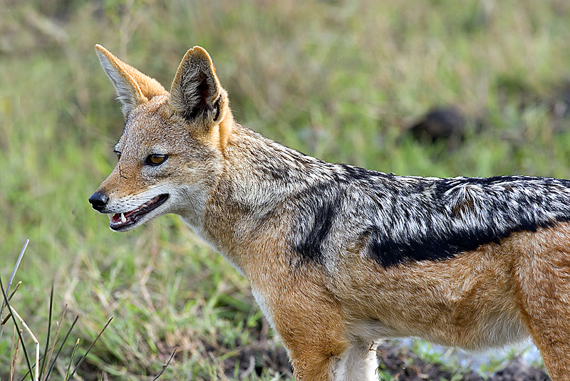 Black Backed Jackal