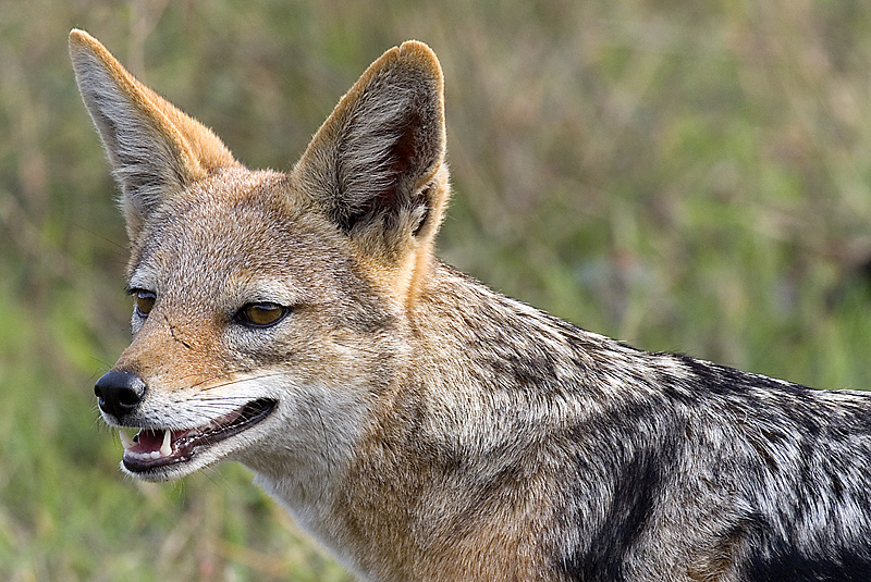 Black Backed Jackal