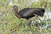 Glossy Ibis