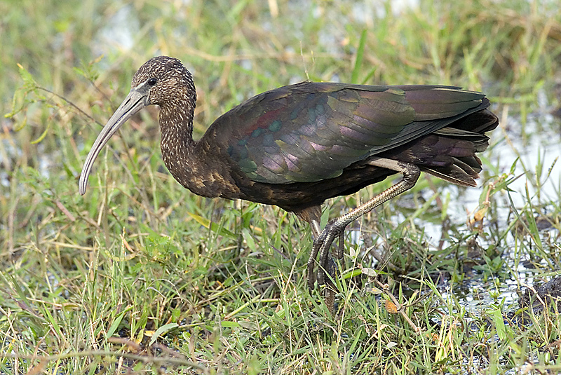 Glossy Ibis