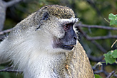 Vervet Monkey