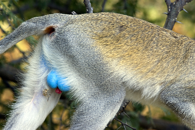 Vervet Monkey