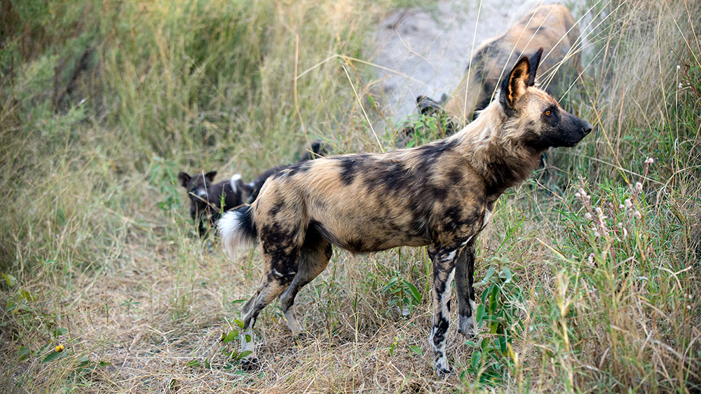 Wild Dogs