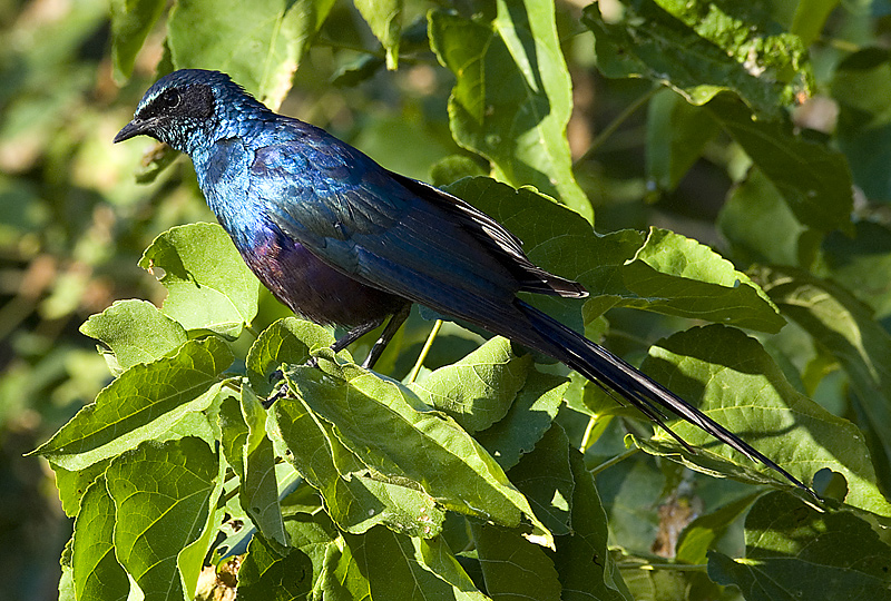 Burchell's Starling