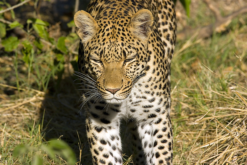 Leopard