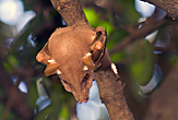 Fruit Bat