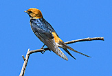 Lesser Striped Swallow