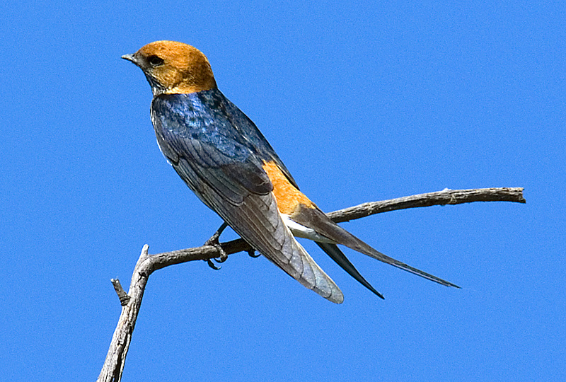 Lesser Striped Swallow