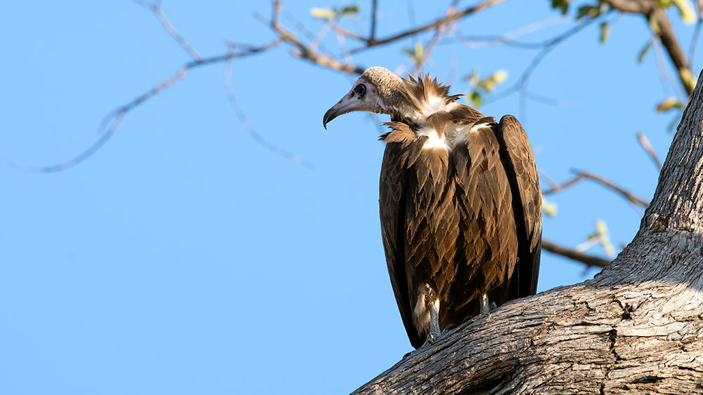 Hooded Vulture 