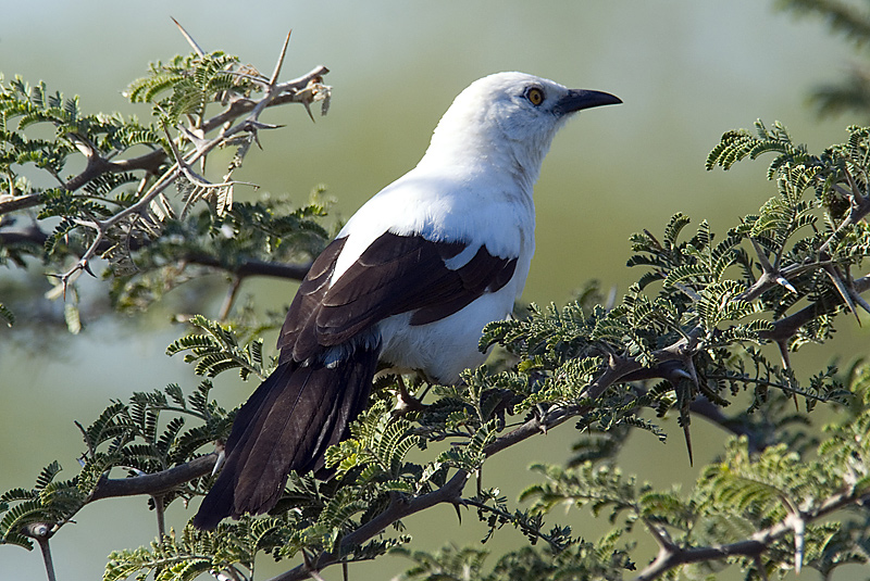 Southern Pied Babbler