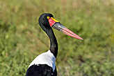 Saddle Billed Stork