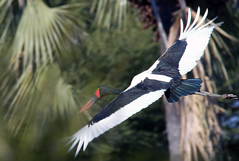 Saddle Billed Stork