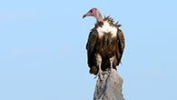 Hooded Vulture