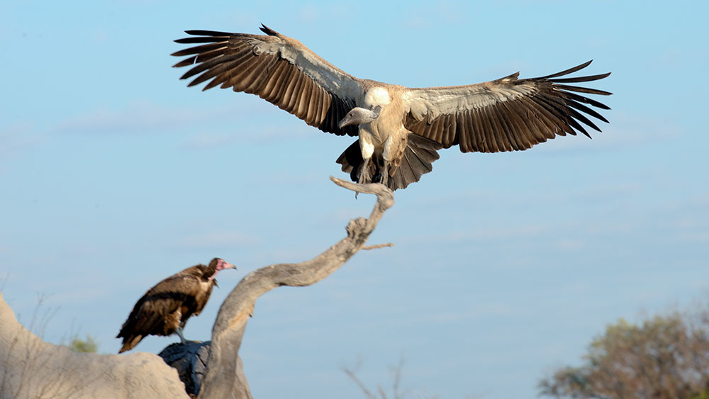 White Backed Vulture