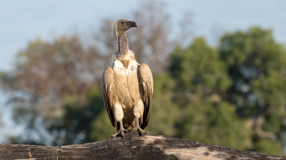 White Backed Vulture