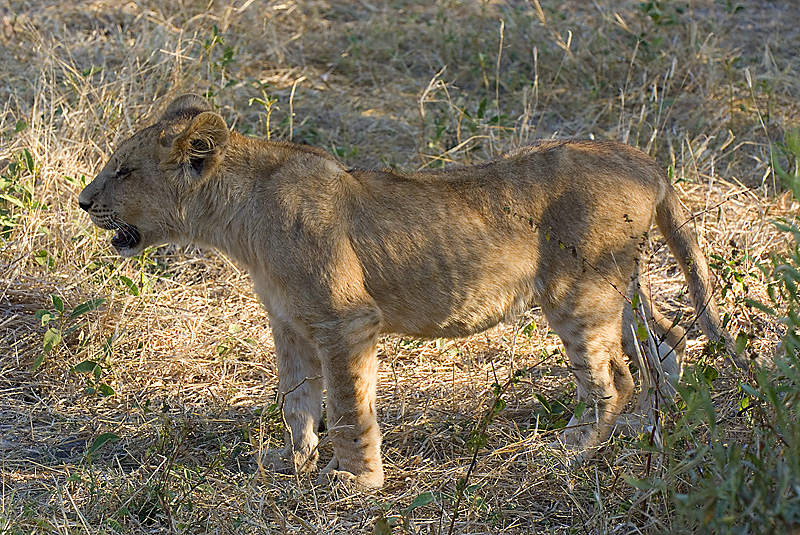 Lion cub