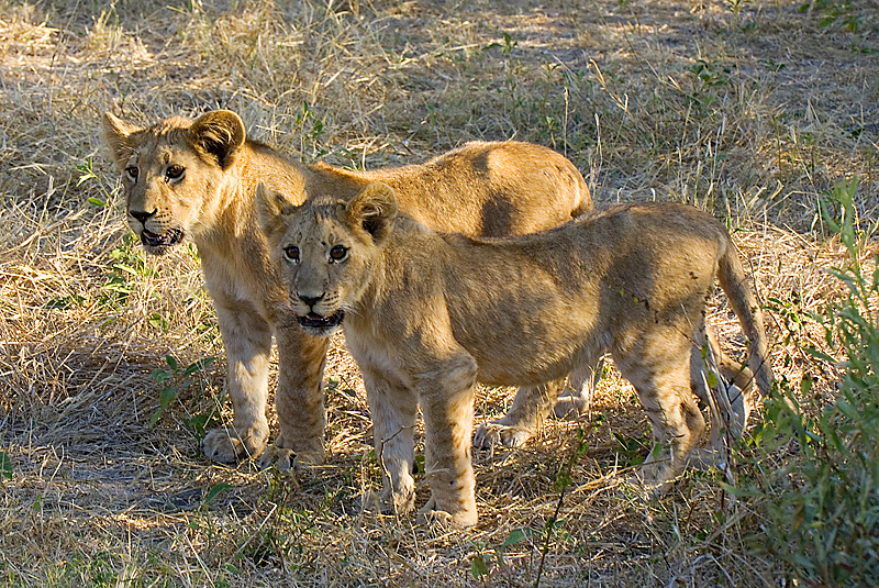 Lion cubs