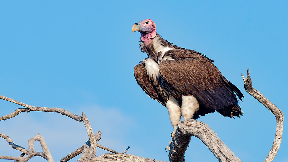 Lappet Faced Vulture