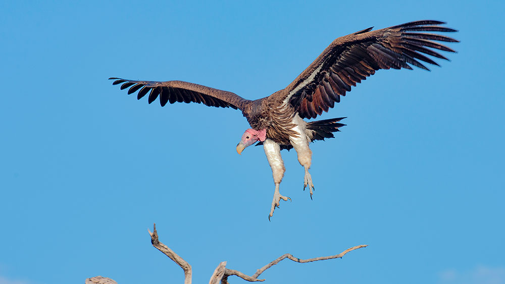 Lappet Faced Vulture