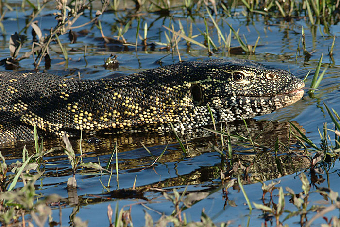 Monitor Lizard