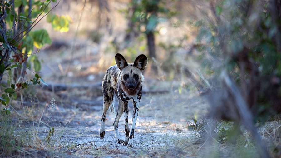 Wild Dog