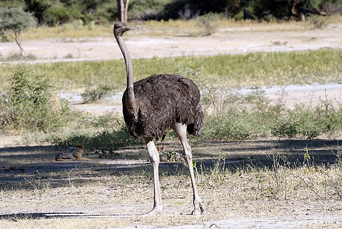 Ostrich