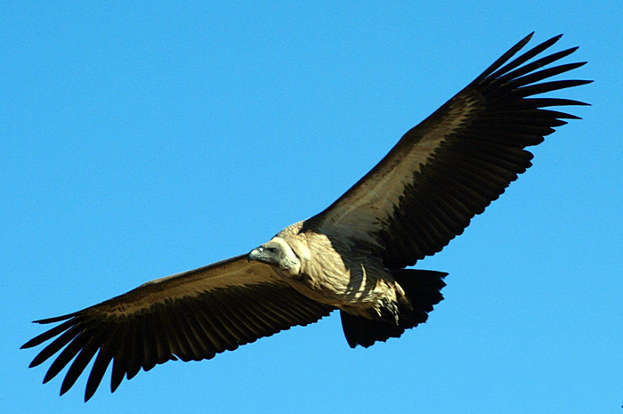 White Backed Vulture