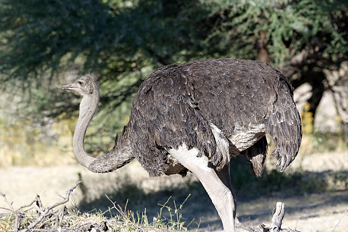 Ostrich