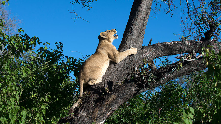 Lion cub