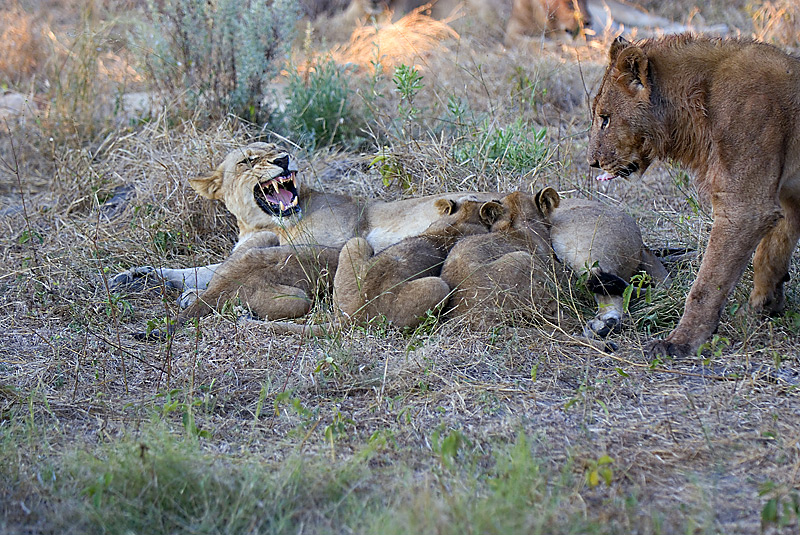 Lions