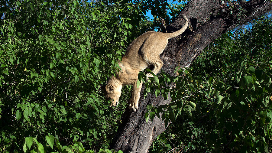 Lion cub