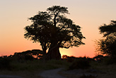 Baobab