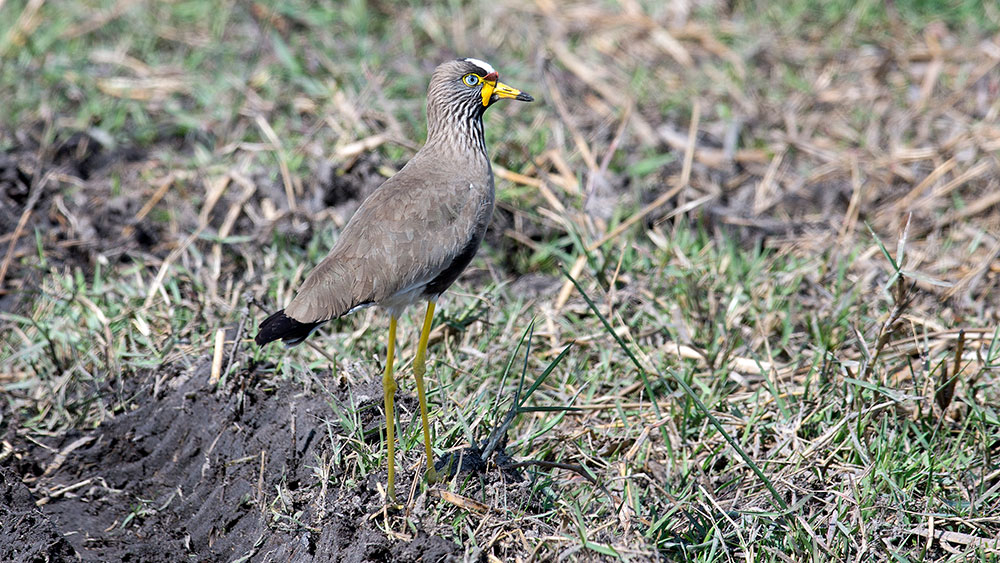 African Wattled Lapwing