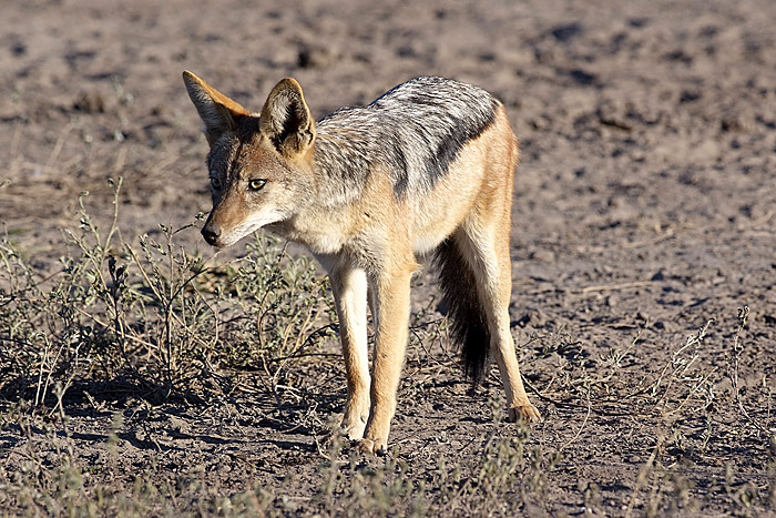 Black Backed Jackal