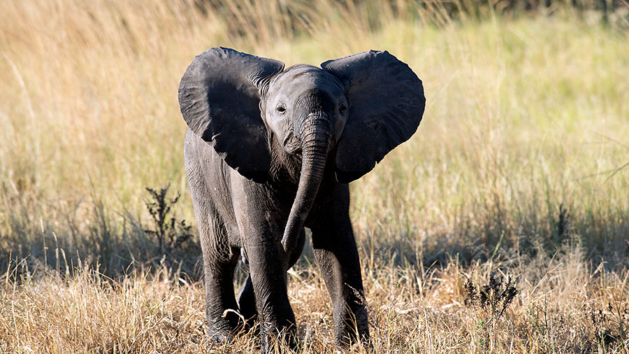 Elephant calf