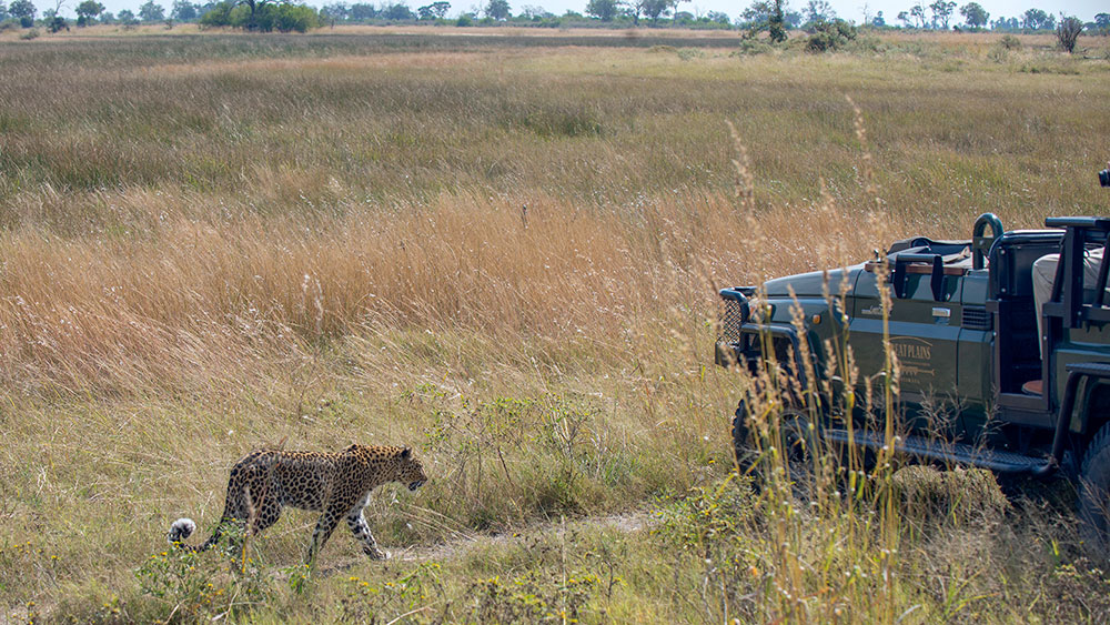 Leopard