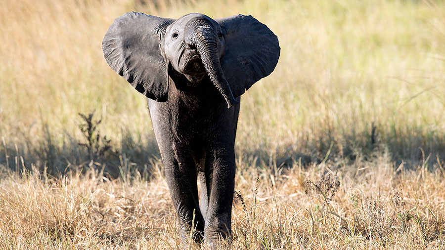 Elephant calf