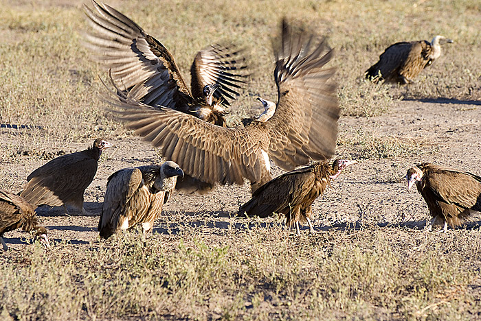 Hooded Vultures