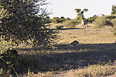Giraffe - Lions