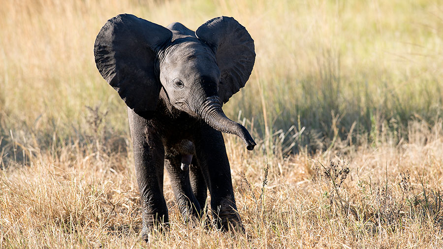 Elephant calf