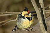 Crested Barbet