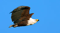 Fish Eagle