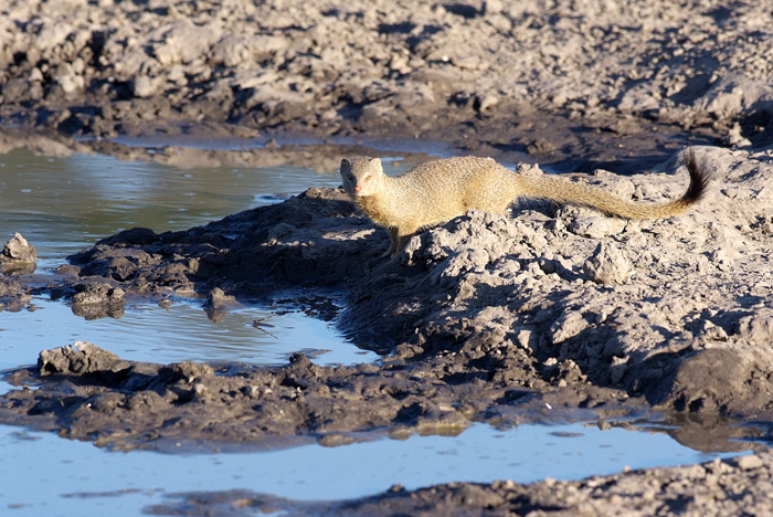 Slender Mongoose