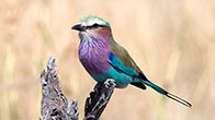 Lilac Breasted Roller